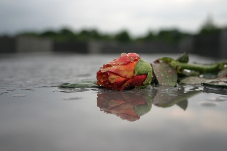 eine Rose liegt quer im Wasser